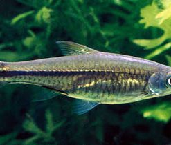 SCISSORTAIL RASBORA (Rasbora trilineata)