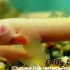 Albino Senegal Bichir (Polypterus senegalus Albino) for Sale Canada | Rare Freshwater Bichir