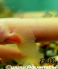 Albino Senegal Bichir (Polypterus senegalus Albino) for Sale Canada | Rare Freshwater Bichir