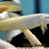 Senegal Bichir (Polypterus senegalus) for Sale Canada | Premium Freshwater Bichir