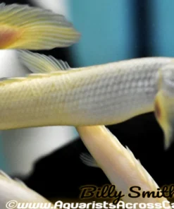 Senegal Bichir (Polypterus senegalus) for Sale Canada | Premium Freshwater Bichir