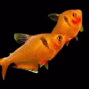 Serpae Tetra (Hyphessobrycon eques) for Sale Canada | Buy Serpae Tetra
