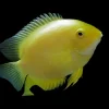 Gold Severum Heros efasciatus for Sale in Canada | Monster Aquarium