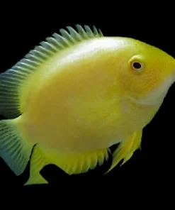 Gold Severum Heros efasciatus for Sale in Canada | Monster Aquarium