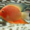 Red Spotted Severum 3.5" for Sale in Canada | Monster Aquarium