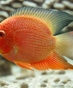 Red Spotted Severum 3.5" for Sale in Canada | Monster Aquarium