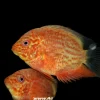 Red Spotted Severum 1.5" for Sale in Canada | Monster Aquarium