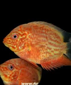 Red Spotted Severum 1.5" for Sale in Canada | Monster Aquarium