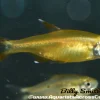 Silvertip Tetra (Hasemania nana) for Sale Canada | Buy Silvertip Tetra