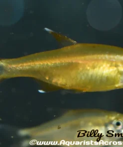 Silvertip Tetra (Hasemania nana) for Sale Canada | Buy Silvertip Tetra