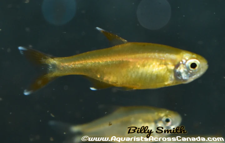 Silvertip Tetra (Hasemania nana) for Sale Canada | Buy Silvertip Tetra