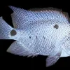 Silver Cichlid Paraneetroplus argenteus 1.5–2" for Sale Canada