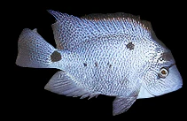 Silver Cichlid Paraneetroplus argenteus 1.5–2" for Sale Canada