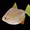 Silver Dollar Fish (Metynnis hypsauchen) for Sale Canada | Buy Silver Dollar Fish