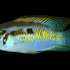 Smiling Dwarf Acara Araguaia 1-1.5 Inch for Sale Canada | Rare South American Dwarf Cichlid