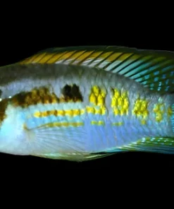 Smiling Dwarf Acara Araguaia 1-1.5 Inch for Sale Canada | Rare South American Dwarf Cichlid