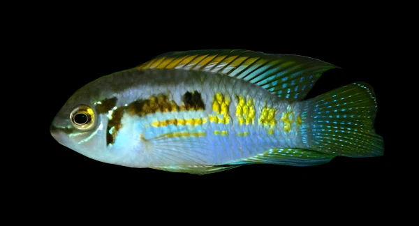 Smiling Dwarf Acara Araguaia 1-1.5 Inch for Sale Canada | Rare South American Dwarf Cichlid