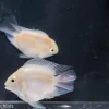 Snow Parrot Cichlid for Sale in Canada | Monster Aquarium Canada