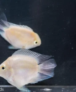 Snow Parrot Cichlid for Sale in Canada | Monster Aquarium Canada