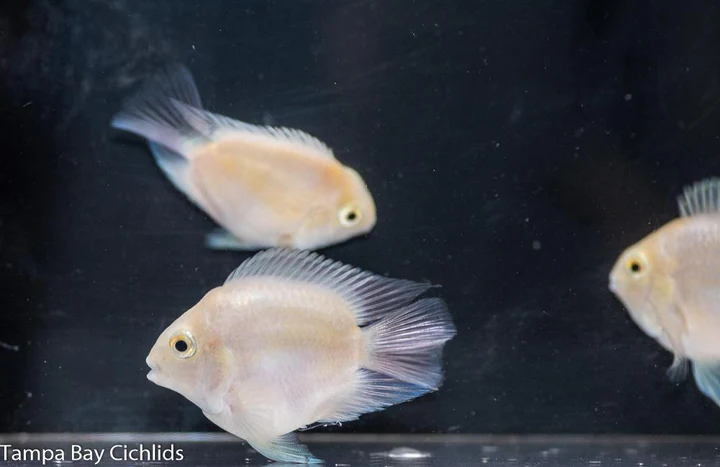 Snow Parrot Cichlid for Sale in Canada | Monster Aquarium Canada