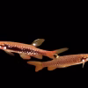 Splash Tetra (Copella arnoldi) for Sale Canada | Buy Splash Tetra