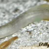 Spotted Spiny Eel (Macrognathus siamensis) 3" for Sale Canada | Freshwater Spiny Eel