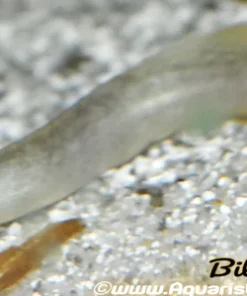 Spotted Spiny Eel (Macrognathus siamensis) 3" for Sale Canada | Freshwater Spiny Eel