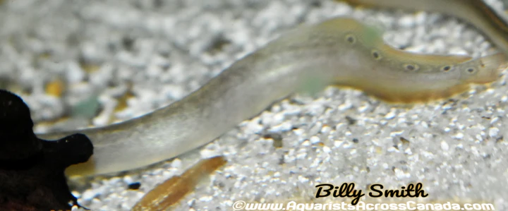 Spotted Spiny Eel (Macrognathus siamensis) 3" for Sale Canada | Freshwater Spiny Eel