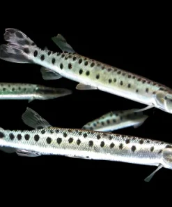 Marbled Gar (Boulengerella maculata) 8 Inch for Sale Canada | Rare Freshwater Needlefish