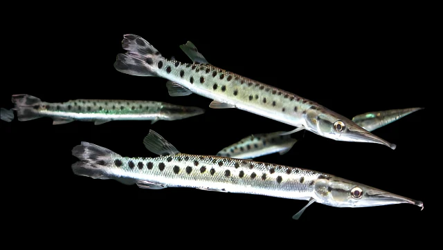 Marbled Gar (Boulengerella maculata) 8 Inch for Sale Canada | Rare Freshwater Needlefish