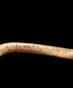 Spotted Swamp Eel (Synbranchus marmoratus 'Spotted') for Sale Canada | Rare True Eel