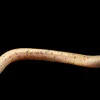 Spotted Swamp Eel (Synbranchus marmoratus) Canada | Buy Rare True Freshwater Eel Online