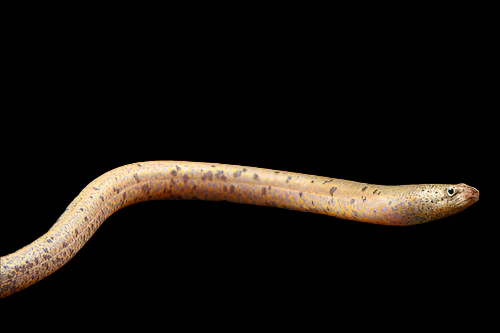 Spotted Swamp Eel (Synbranchus marmoratus) Canada | Buy Rare True Freshwater Eel Online