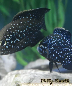 STARRY NIGHT "PARATILAPIA POLLENI" *Marolambo* 2404