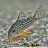 Sterbai Corydoras (Corydoras sterbai) for Sale Canada | Premium Cory Catfish