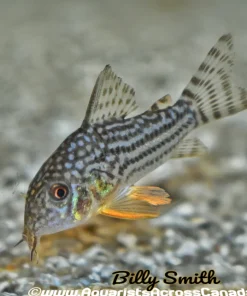Sterbai Corydoras (Corydoras sterbai) for Sale Canada | Premium Cory Catfish
