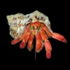 Strawberry Hermit Crab (Coenobita perlatus) Special Order for Sale Canada | Rare Land Hermit Crab