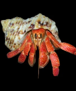 Strawberry Hermit Crab (Coenobita perlatus) Special Order for Sale Canada | Rare Land Hermit Crab