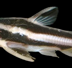 Striped Raphael Catfish (Platydoras armatulus) for Sale Canada | Talking Catfish