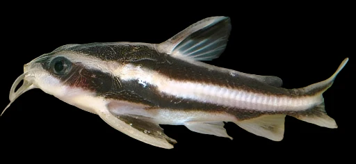 Striped Raphael Catfish (Platydoras armatulus) for Sale Canada | Talking Catfish
