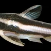 Striped Raphael Catfish (Platydoras armatulus) For Sale Canada | Armored Bottom Fish