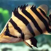 Sumatran Tigerfish (Datnoides microlepis) 3 Inch for Sale Canada | Indonesian Tiger Fish
