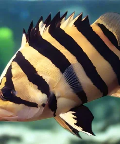 Sumatran Tigerfish (Datnoides microlepis) 3 Inch for Sale Canada | Indonesian Tiger Fish