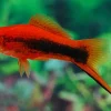 Assorted Swordtail Fish (Xiphophorus hellerii) for Sale Canada | Freshwater Aquarium Fish