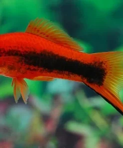 Assorted Swordtail Fish (Xiphophorus hellerii) for Sale Canada | Freshwater Aquarium Fish
