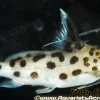 Synodontis Multipunctatus (Synodontis multipunctatus) for Sale Canada | Cuckoo Catfish
