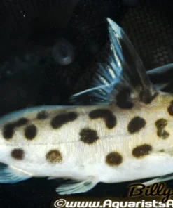 Synodontis Multipunctatus (Synodontis multipunctatus) for Sale Canada | Cuckoo Catfish