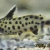 True Synodontis Petricola (Synodontis petricola) for Sale Canada | Lake Tanganyika Catfish
