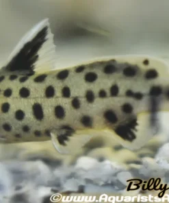 True Synodontis Petricola (Synodontis petricola) for Sale Canada | Lake Tanganyika Catfish