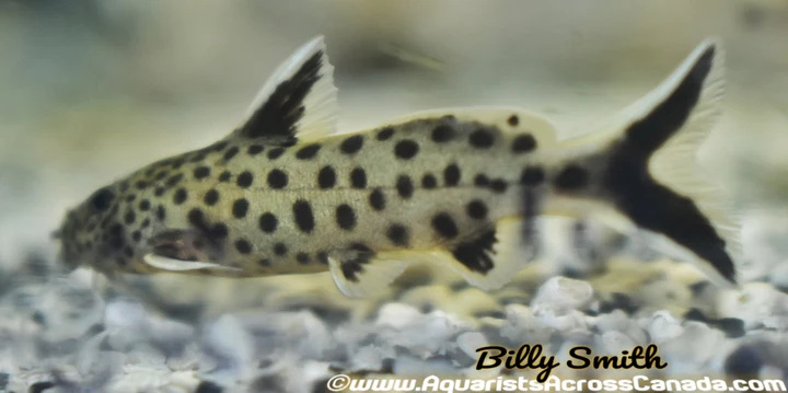 True Synodontis Petricola (Synodontis petricola) for Sale Canada | Lake Tanganyika Catfish